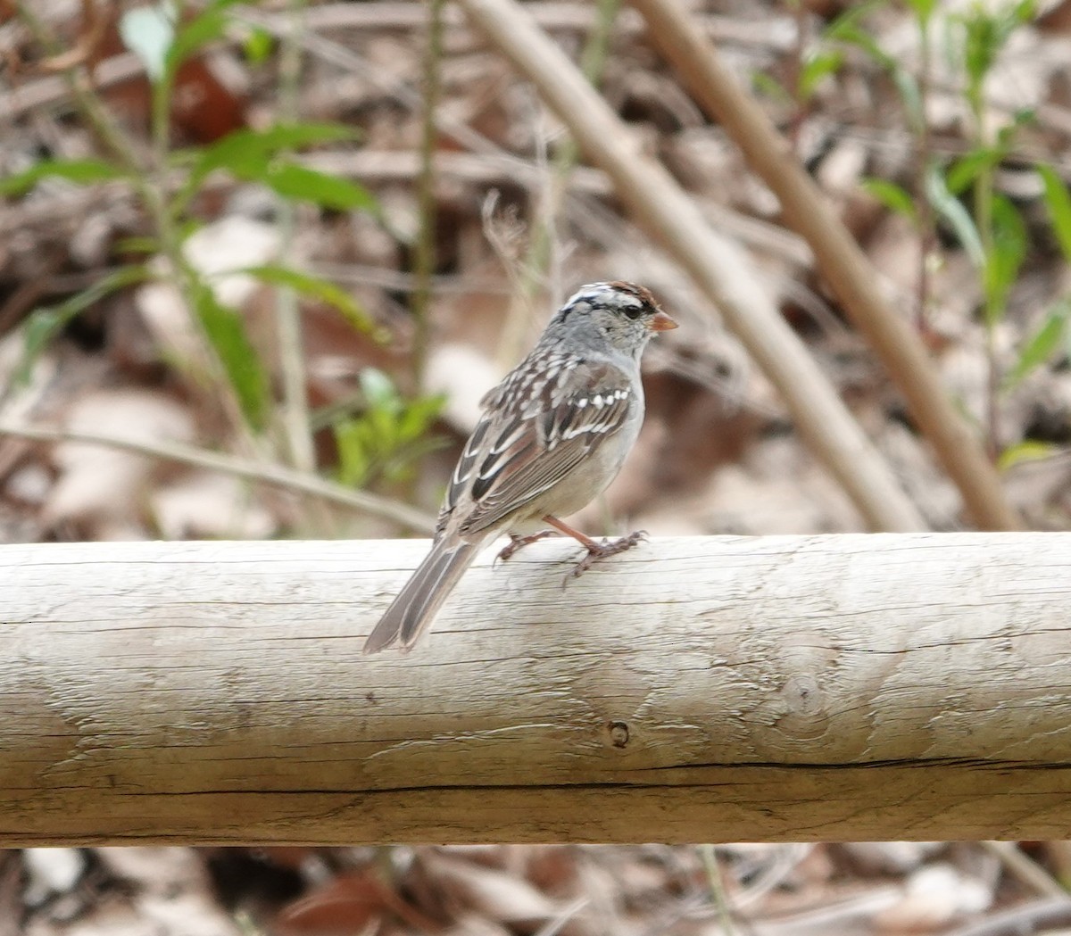 White-crowned Sparrow (Dark-lored) - ML617393511