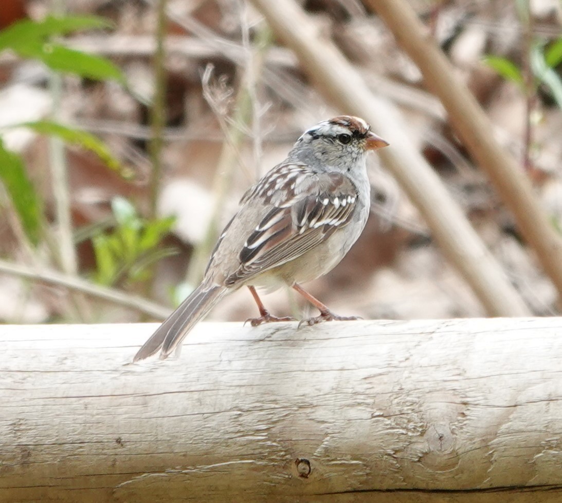 White-crowned Sparrow (Dark-lored) - ML617393512