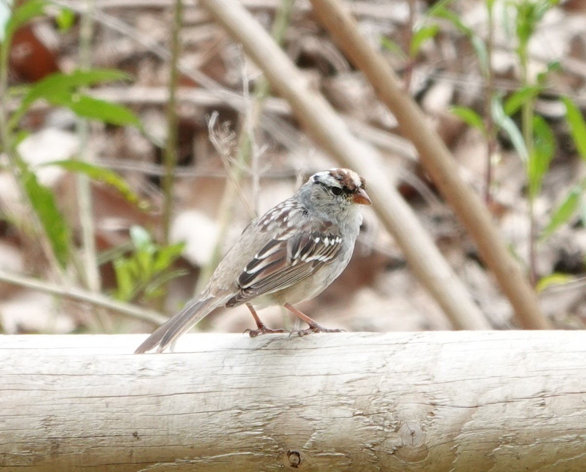 White-crowned Sparrow (Dark-lored) - ML617393513