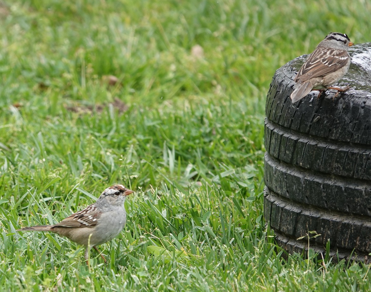 White-crowned Sparrow (Dark-lored) - ML617393514