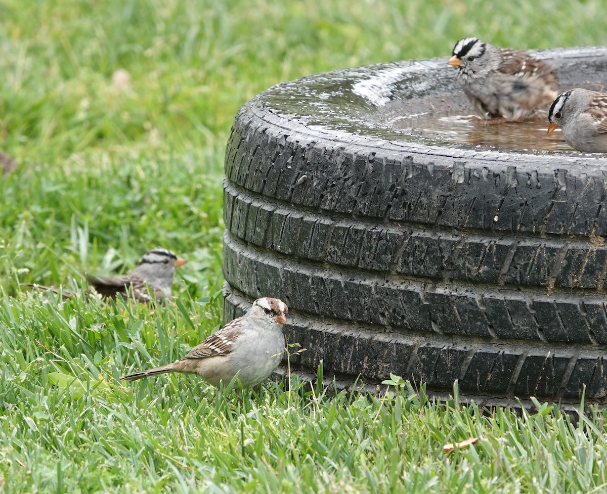 White-crowned Sparrow (Dark-lored) - ML617393515