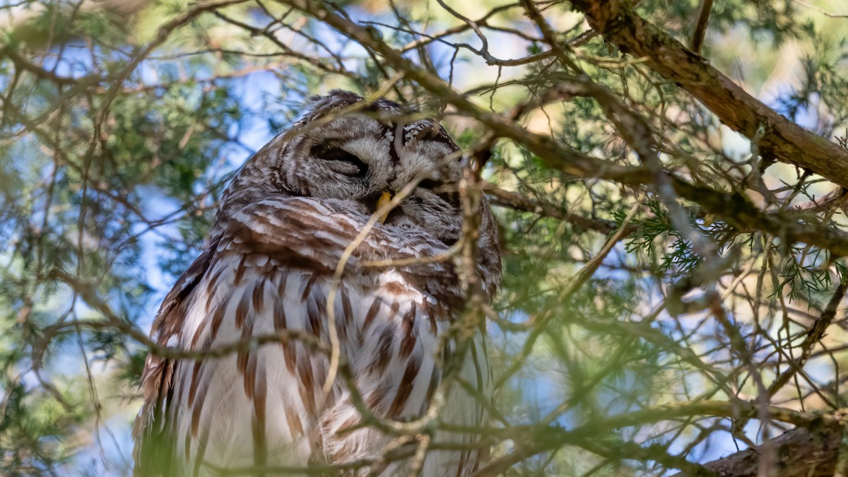 Barred Owl - Tom Hudson