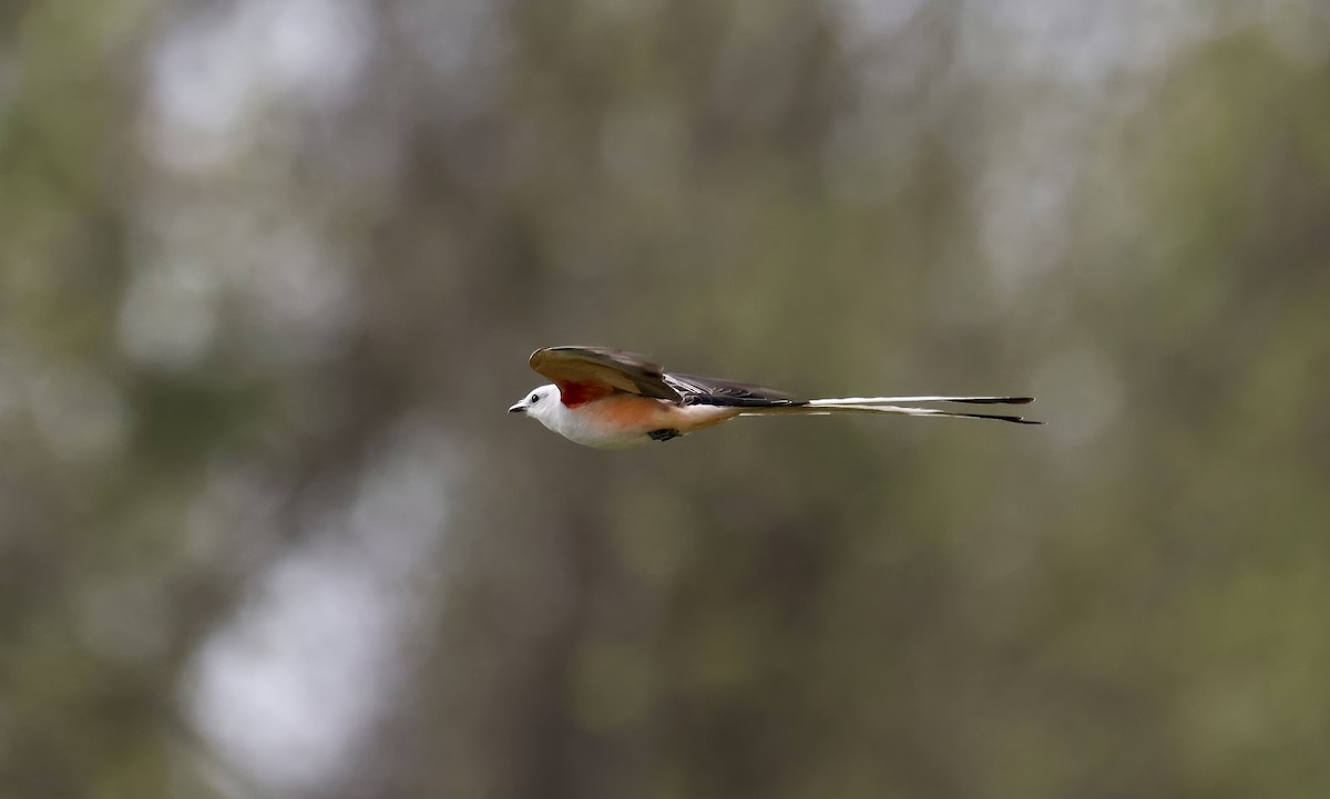 Scissor-tailed Flycatcher - ML617393645