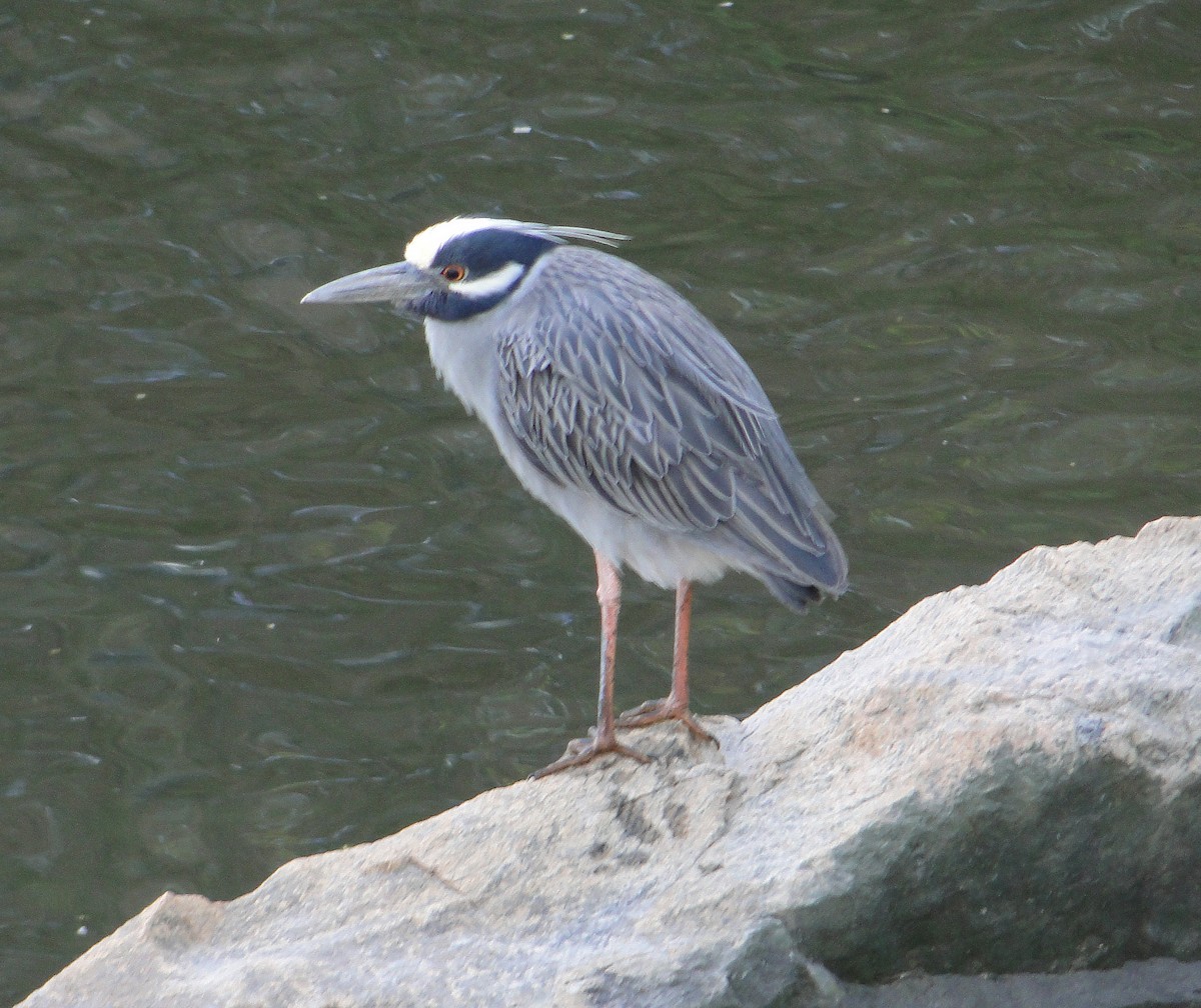 Yellow-crowned Night Heron - ML617393650