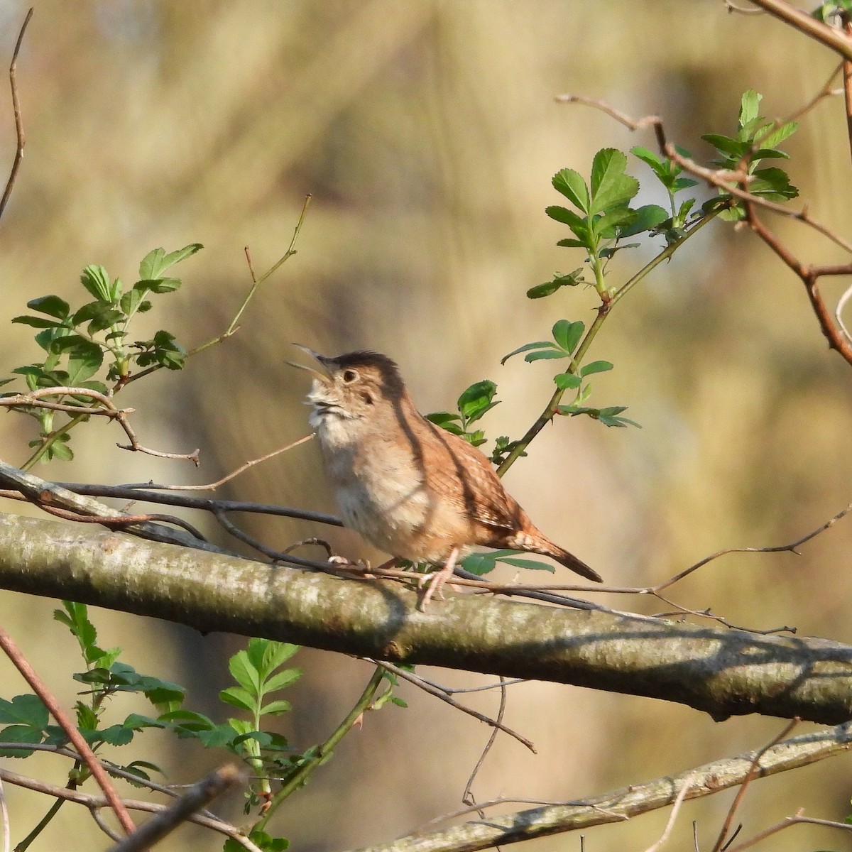 House Wren - ML617393659