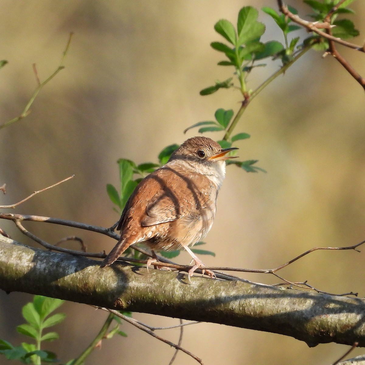 House Wren - ML617393660