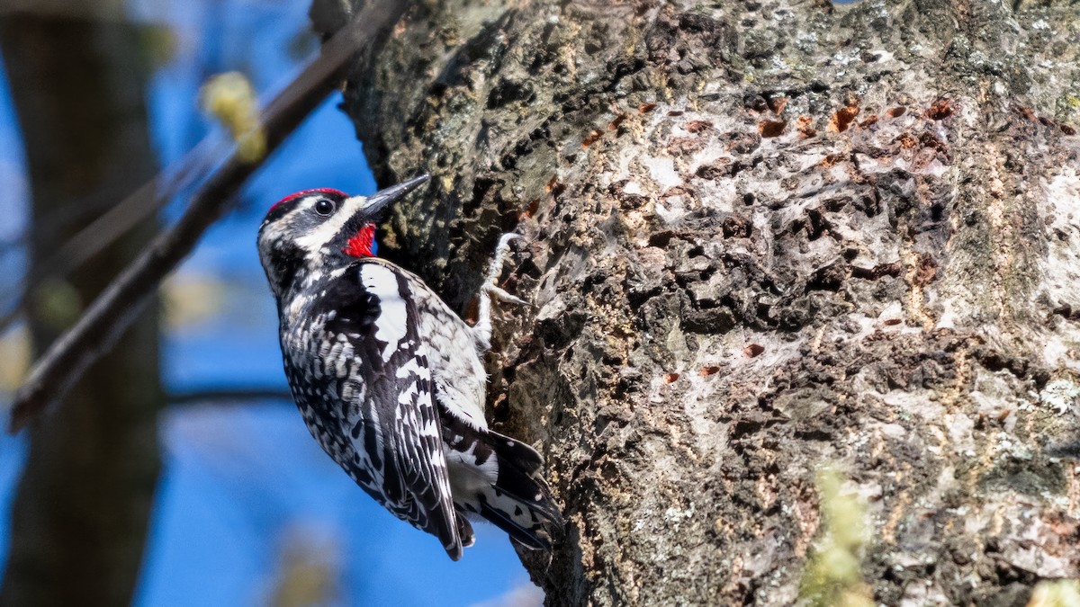 Yellow-bellied Sapsucker - Tom Hudson