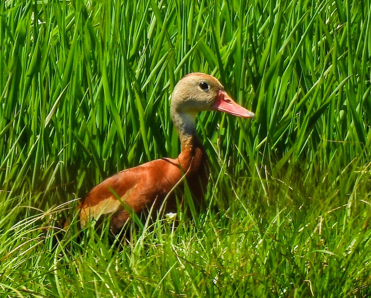 Black-bellied Whistling-Duck - Katey Buster