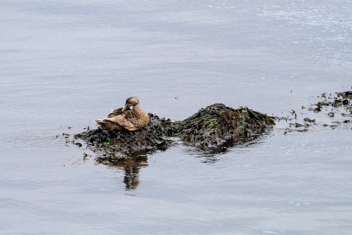 Common Eider - Brennan Mulrooney