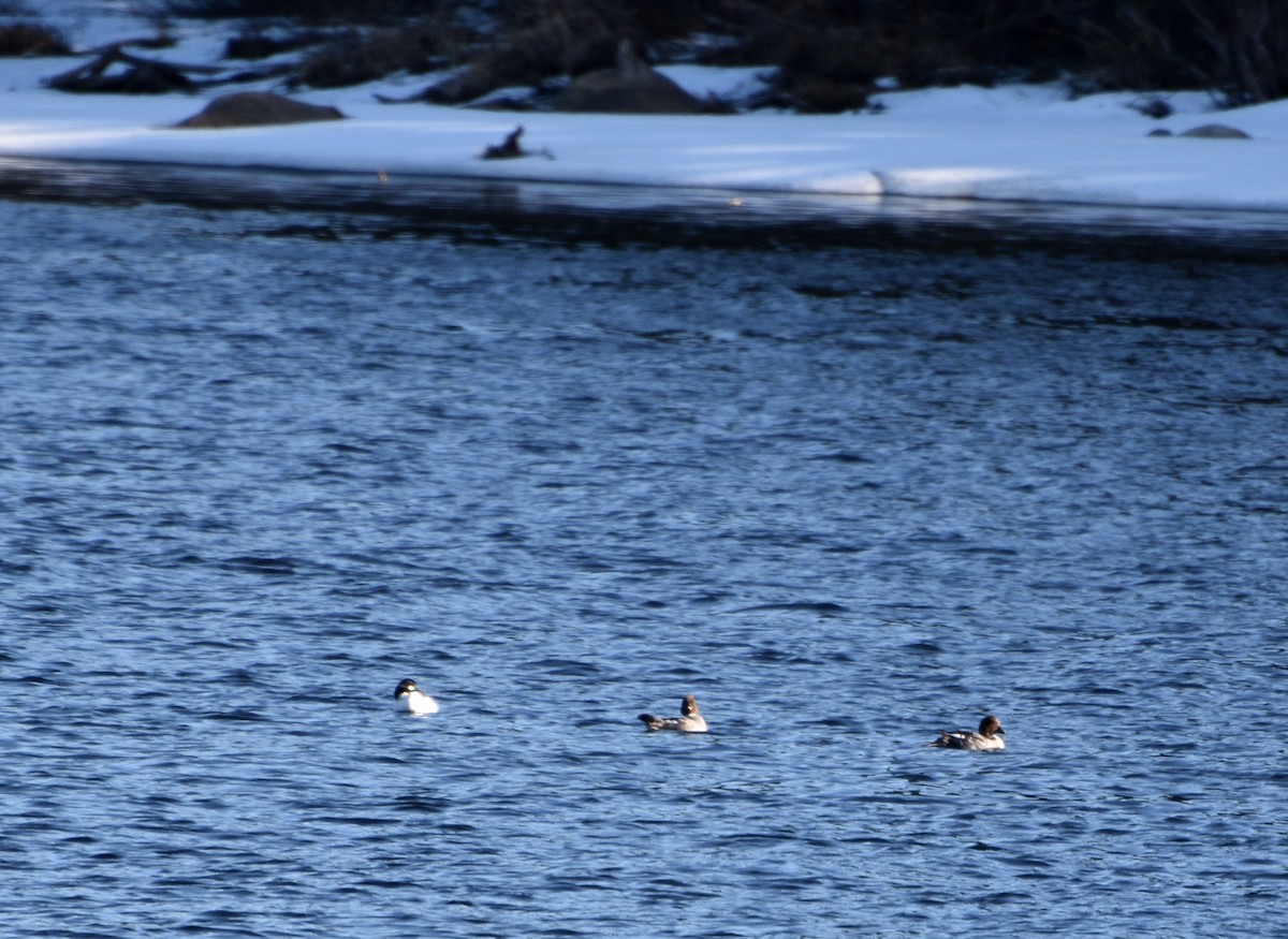 Common Goldeneye - ML617393739