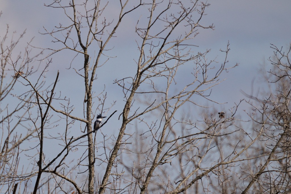 Belted Kingfisher - ML617393814