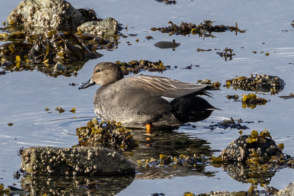 Gadwall - ML617393844