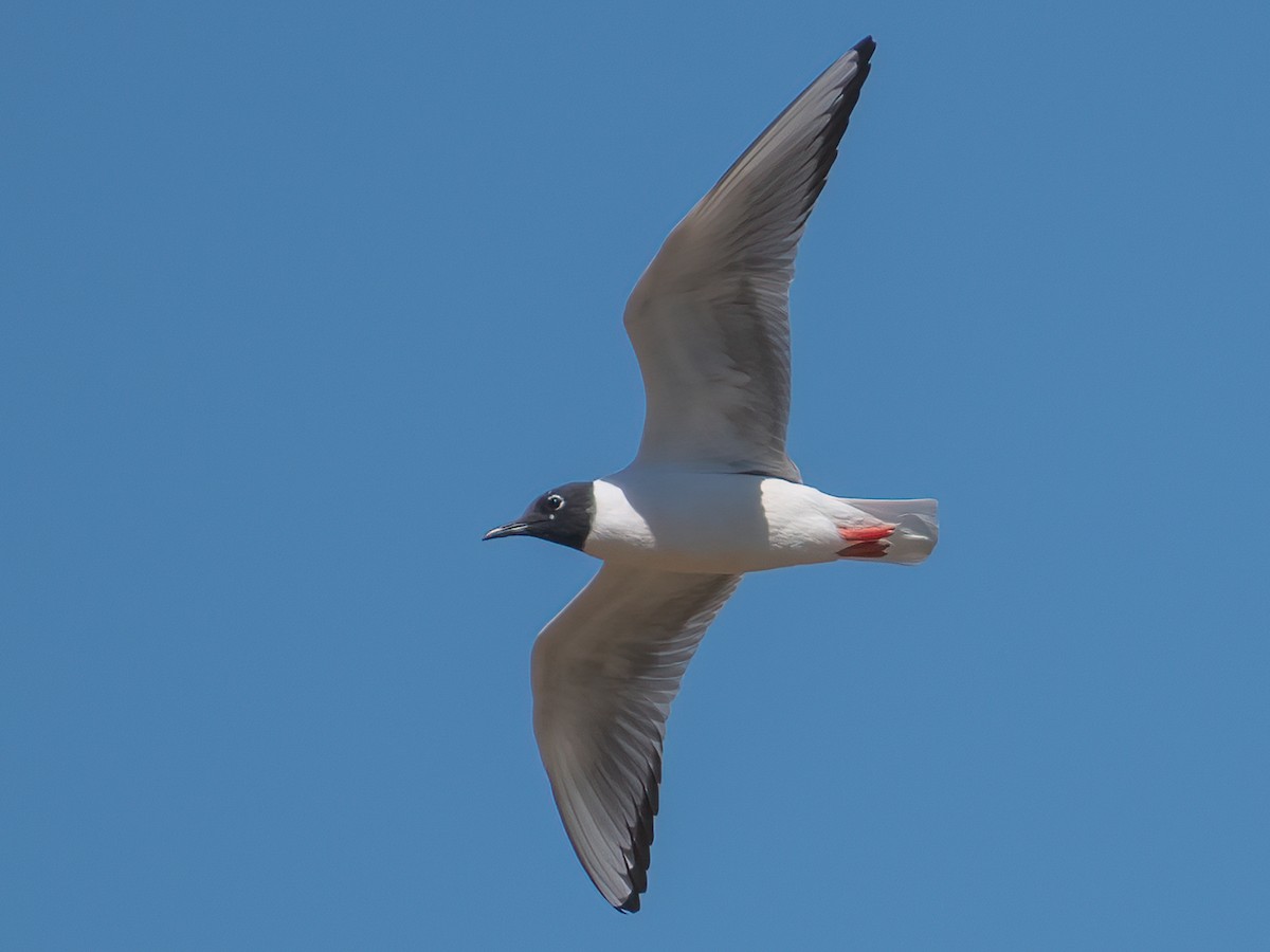 Bonaparte's Gull - ML617393847