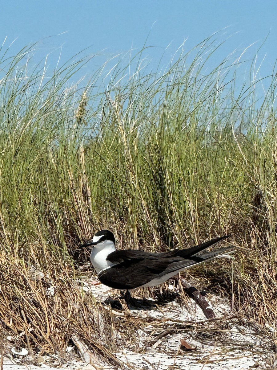 Sooty Tern - ML617393850