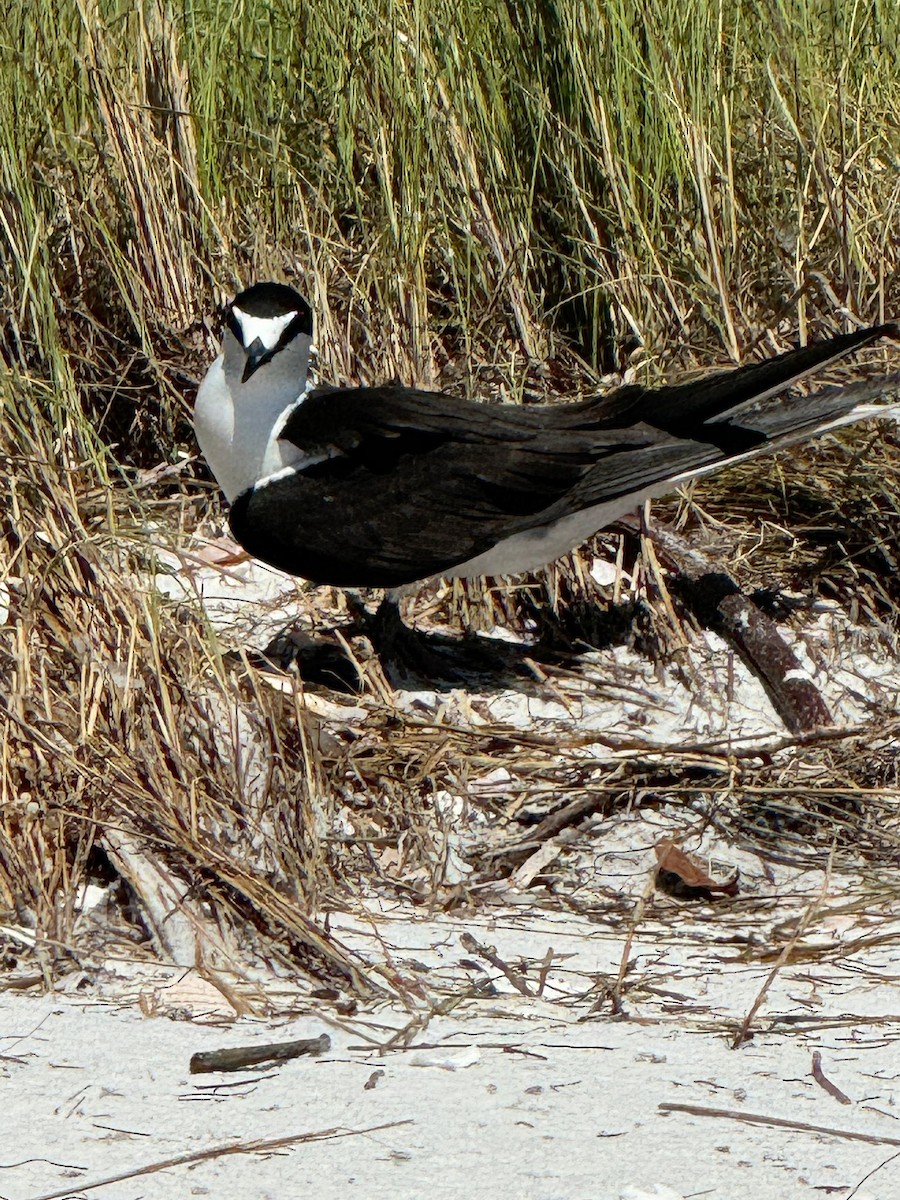 Sooty Tern - ML617393855