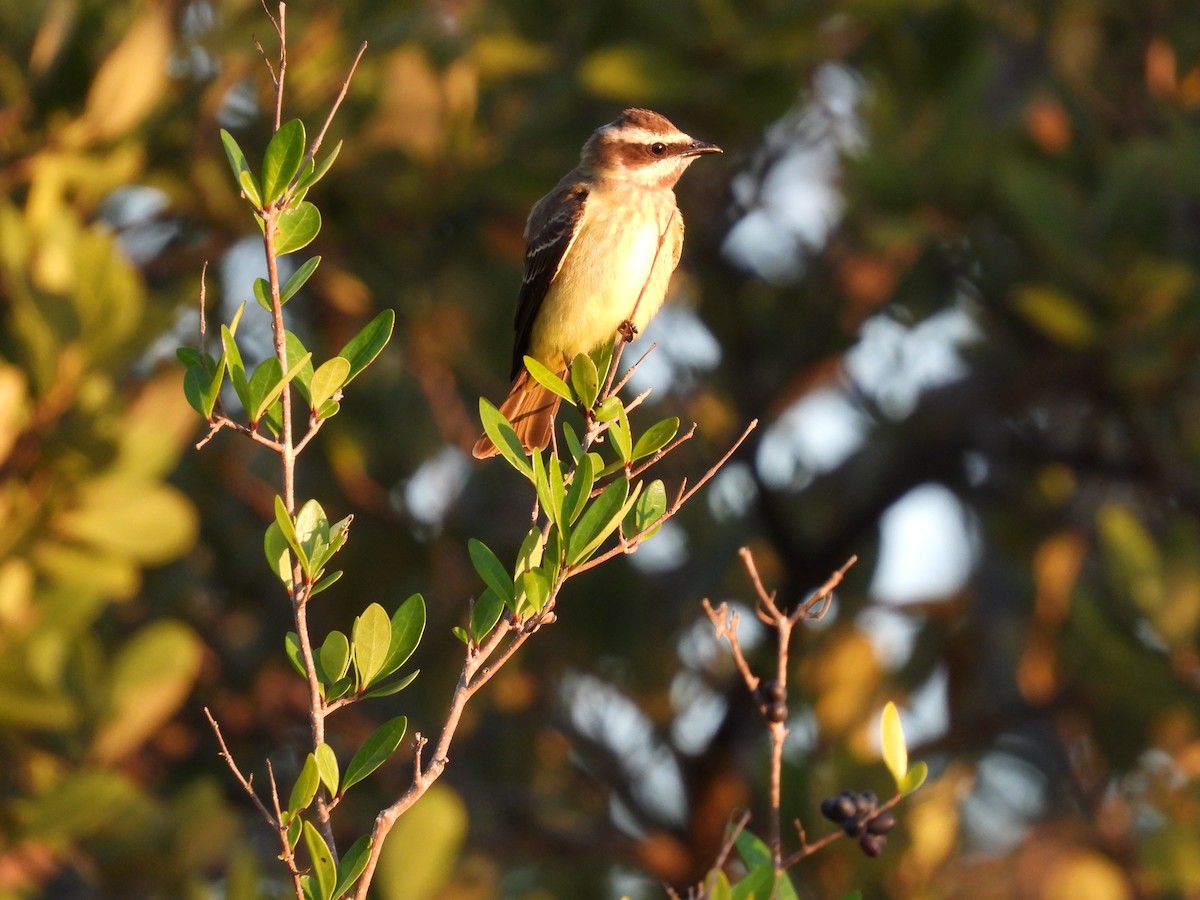 Piratic Flycatcher - ML617393920