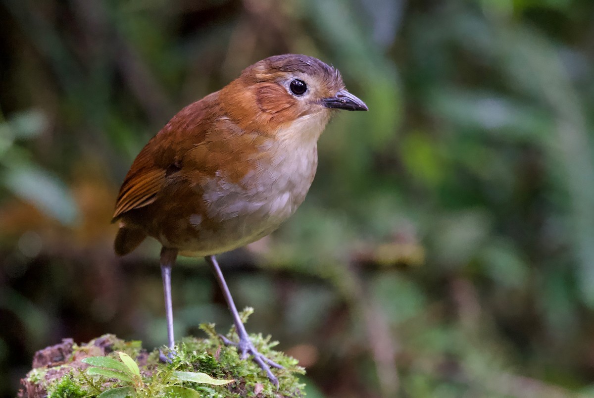 Rusty-tinged Antpitta - ML617393928