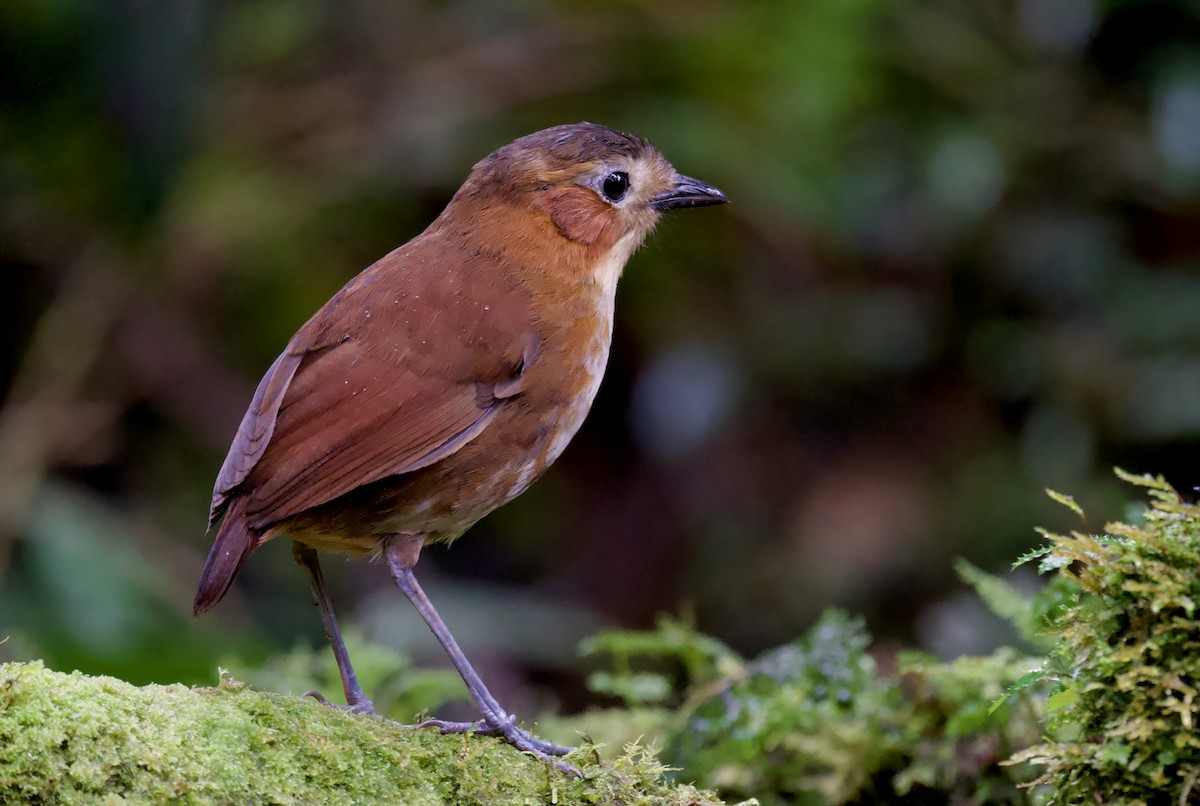 Rusty-tinged Antpitta - ML617393931