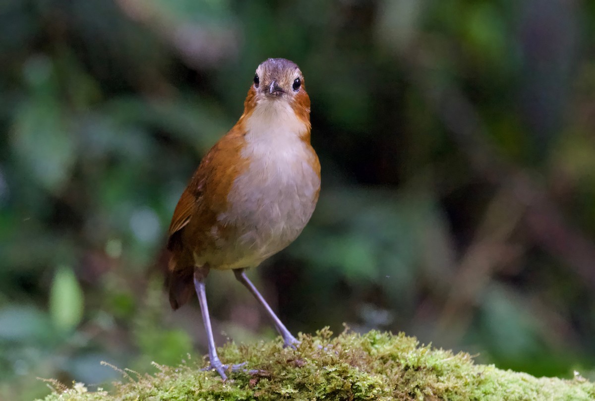 Rusty-tinged Antpitta - ML617393932