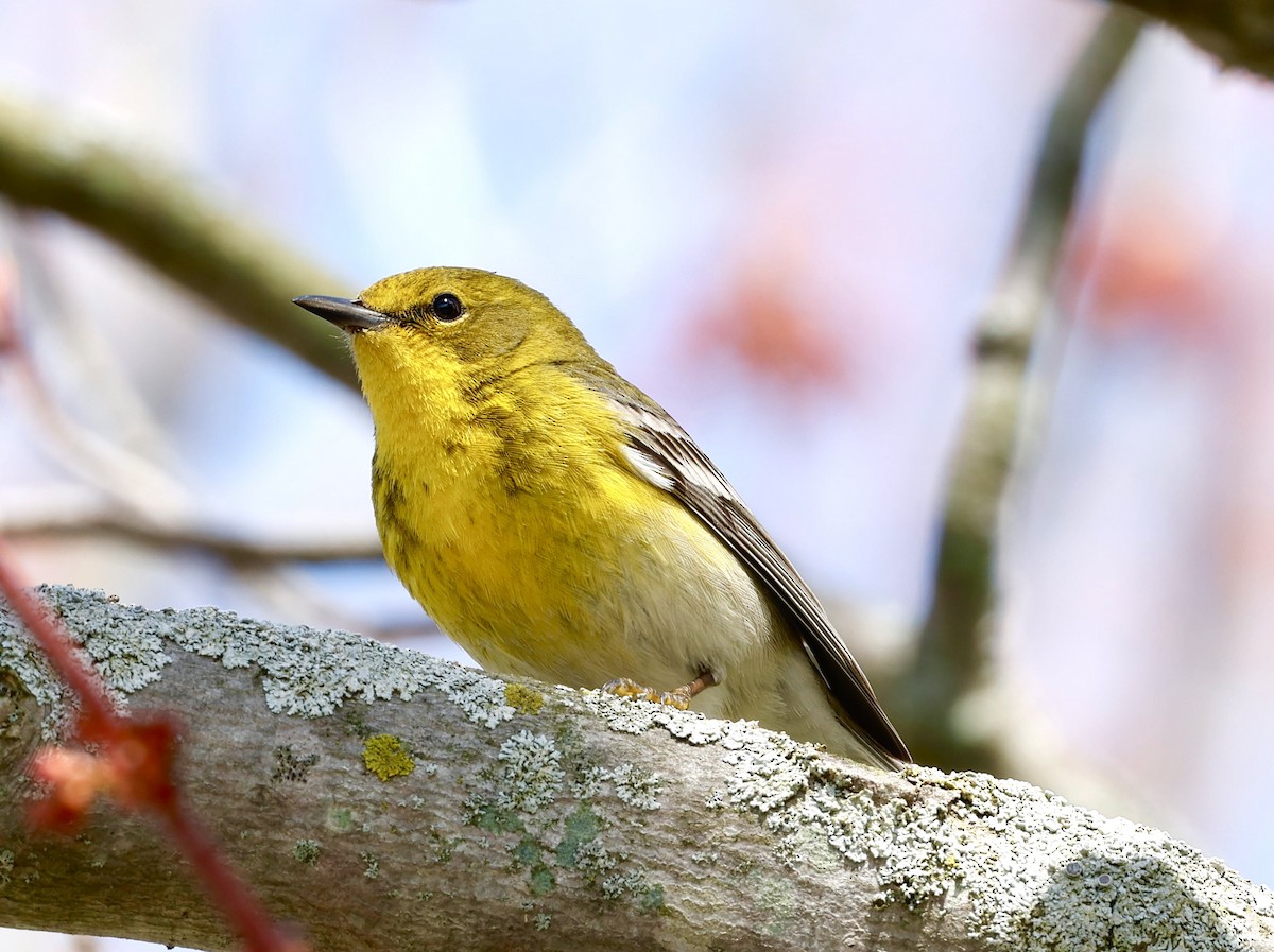 Pine Warbler - Andrew Gaerte