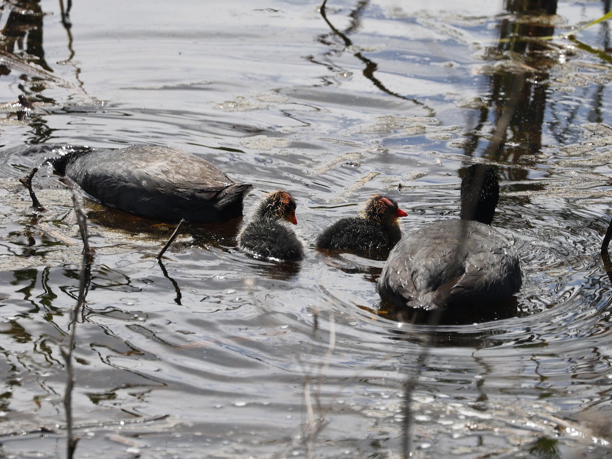 American Coot (Red-shielded) - ML617393982