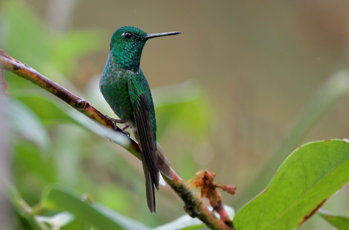 Colibrí Puntiblanco Oriental - ML617394028