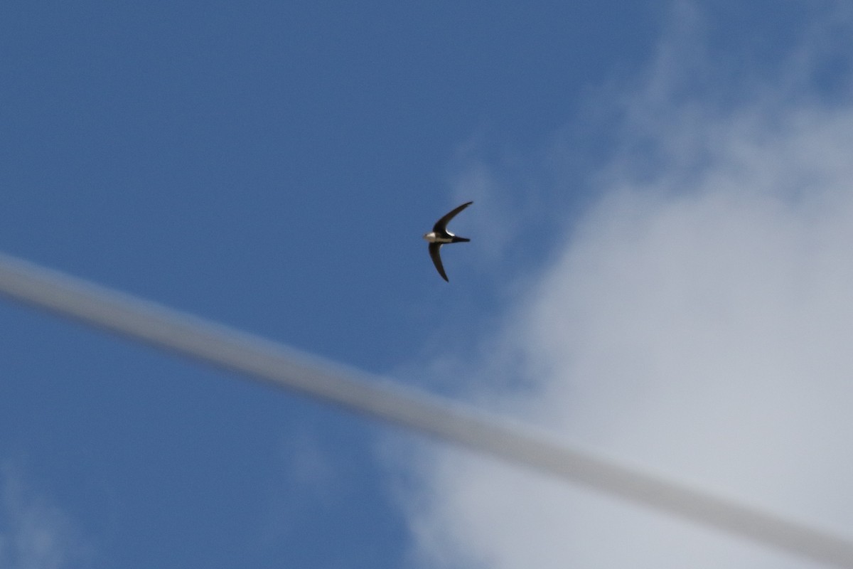 White-throated Swift - Mark Chavez