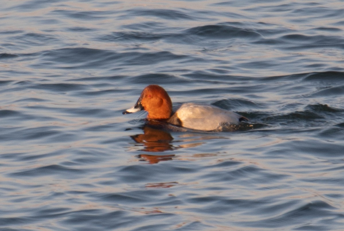 Common Pochard - ML617394138