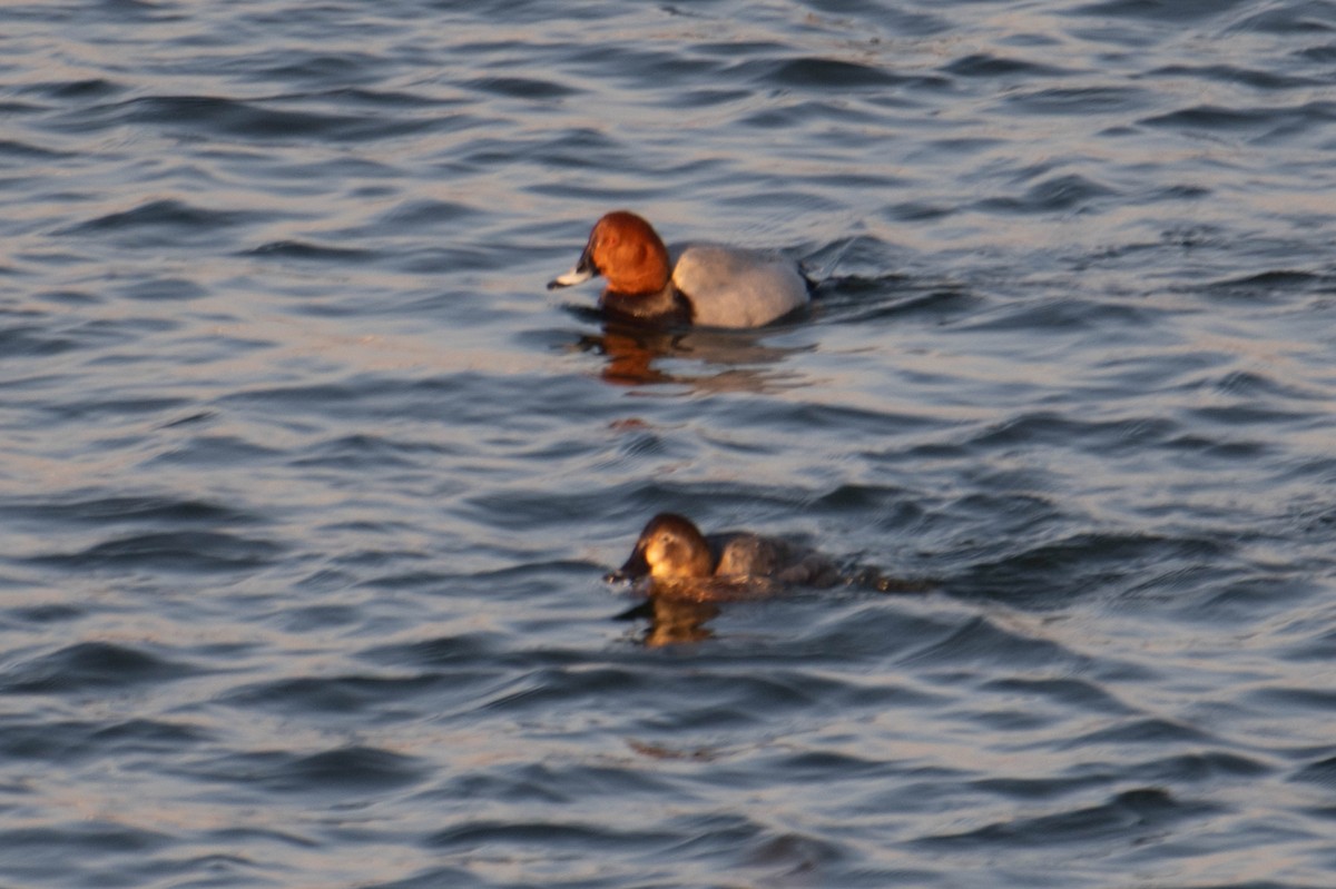 Common Pochard - ML617394139