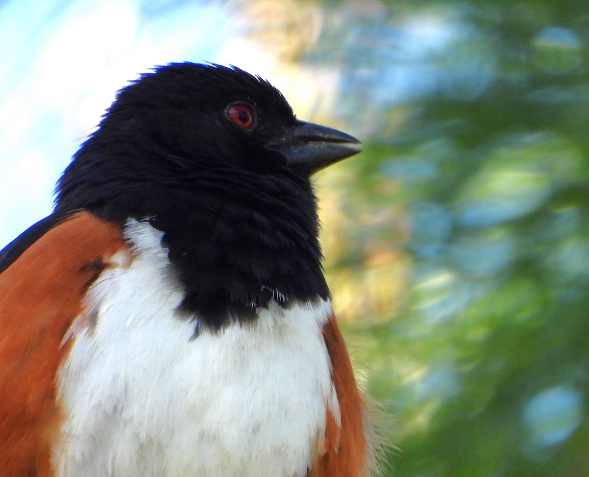 Eastern Towhee (Red-eyed) - Cynthia Elder