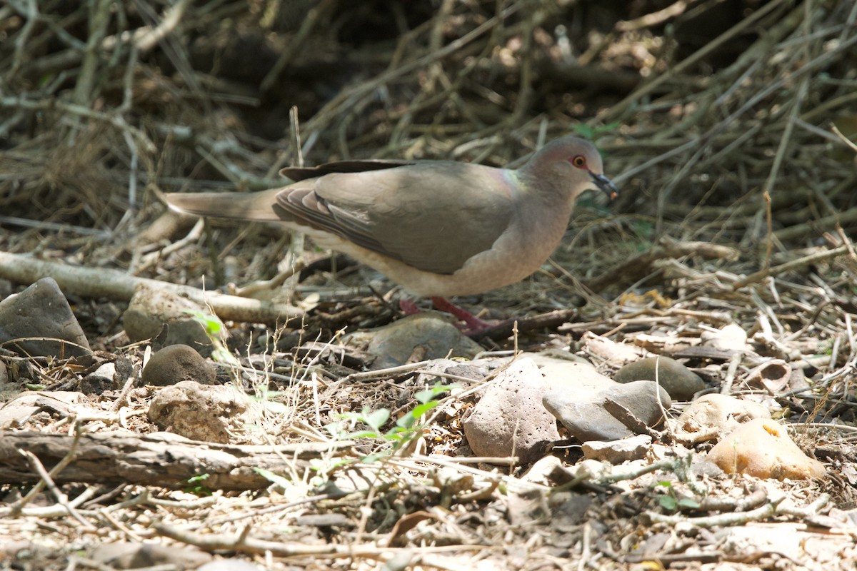 White-tipped Dove - ML617394167