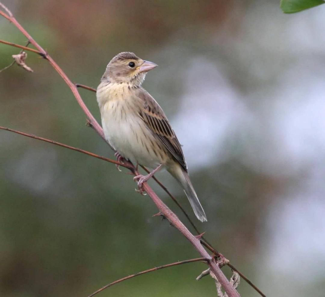 Dickcissel d'Amérique - ML617394261