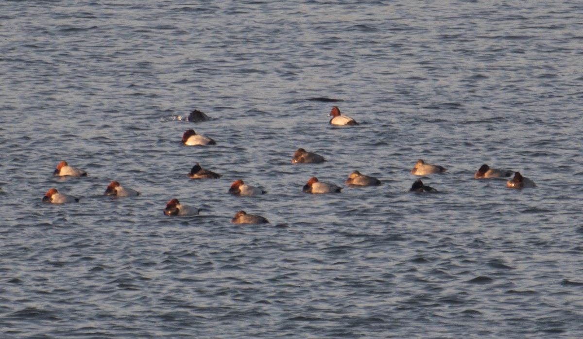 Common Pochard - ML617394299