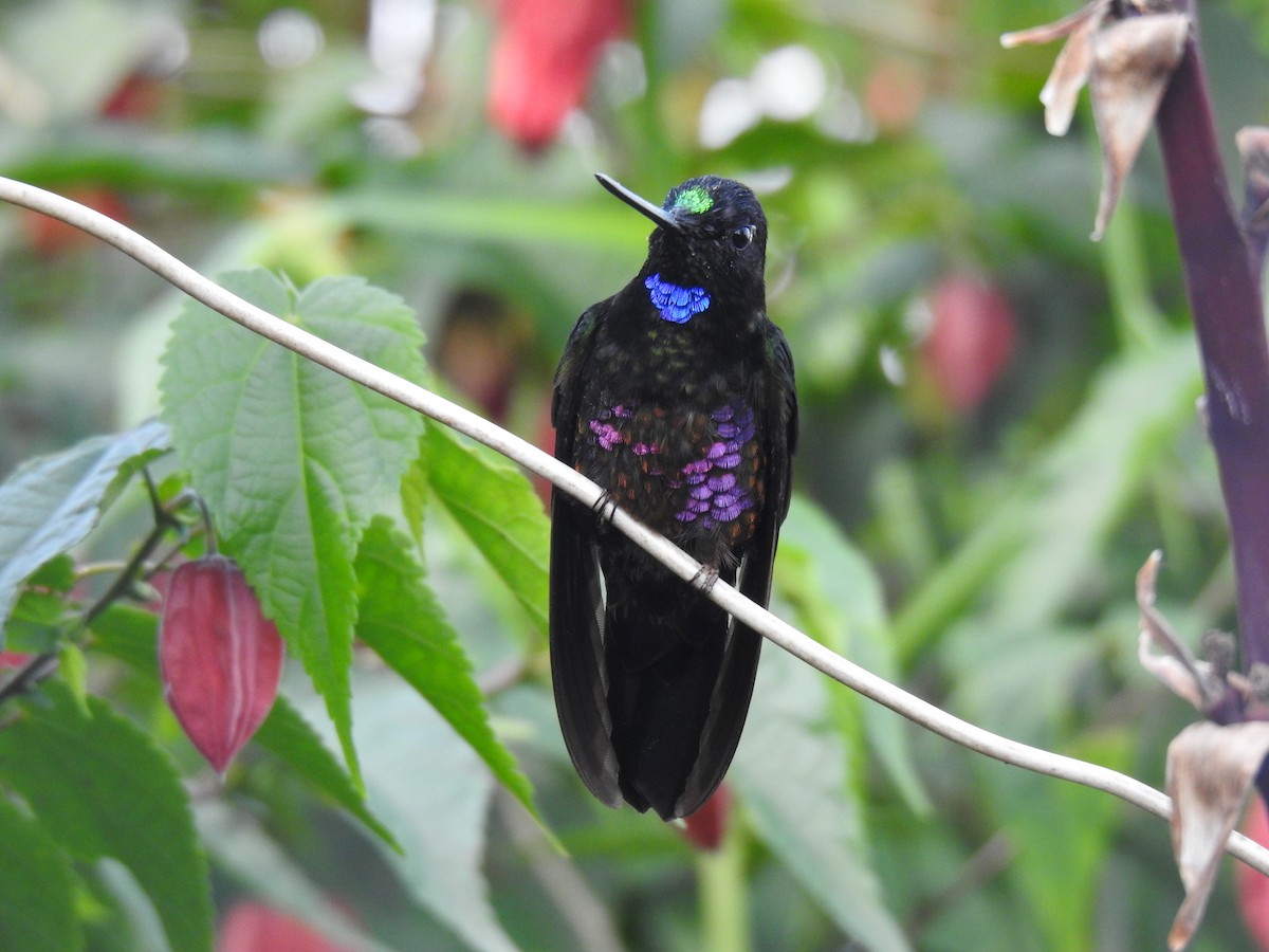 Blue-throated Starfrontlet - Justin Harris