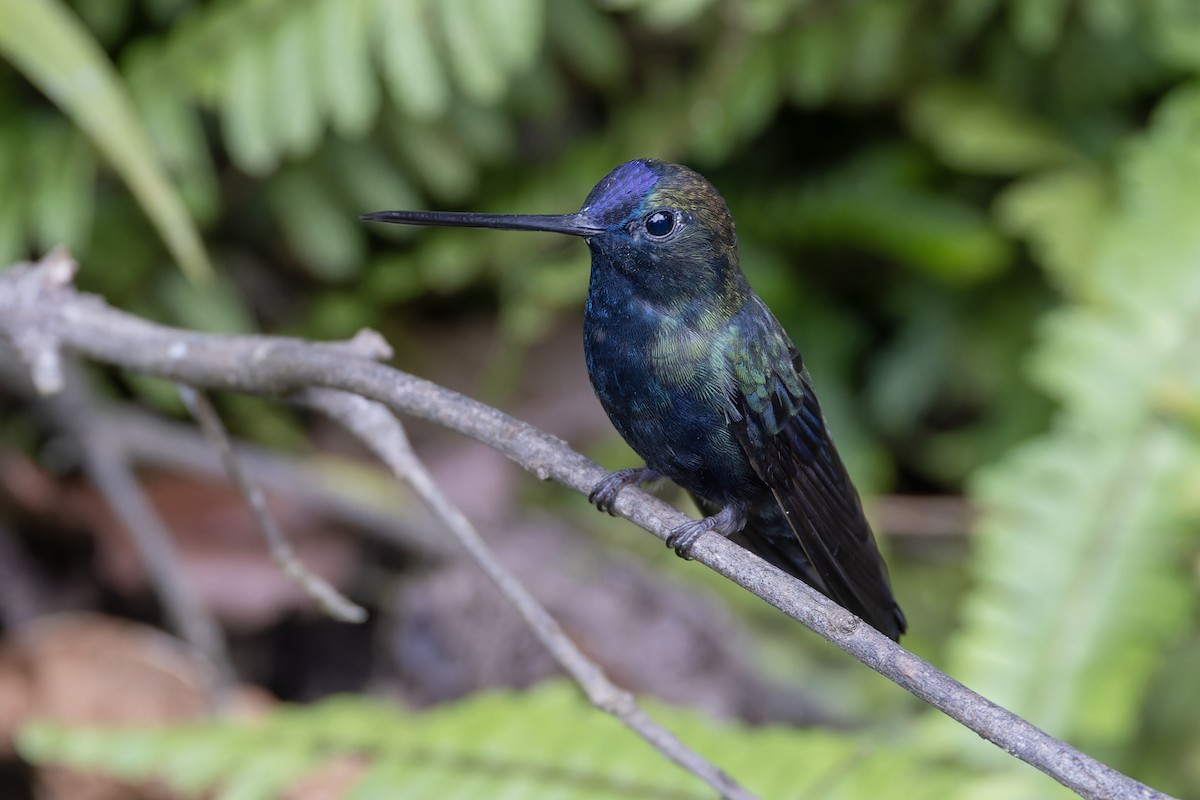 Blue-fronted Lancebill - ML617394483