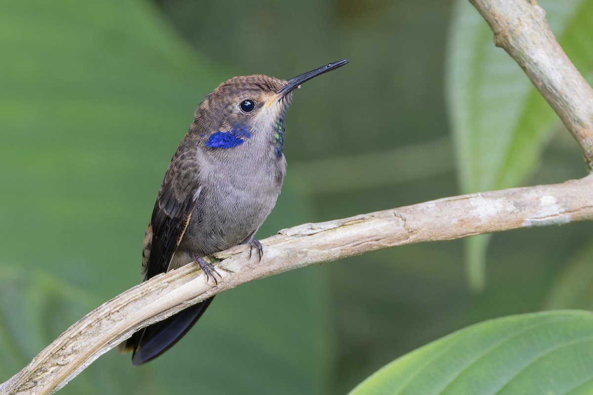 Colibrí Pardo - ML617394496