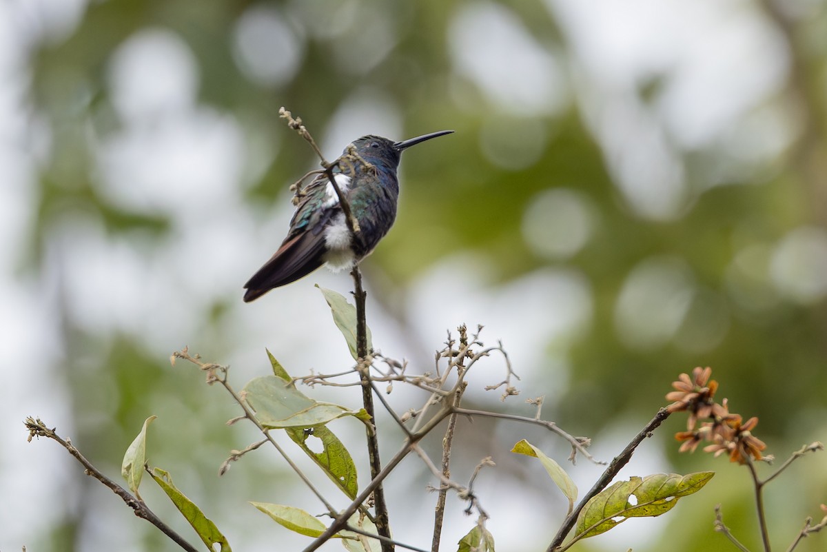 Black-throated Mango - ML617394500