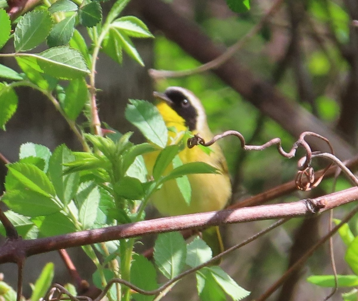 Common Yellowthroat - ML617394506