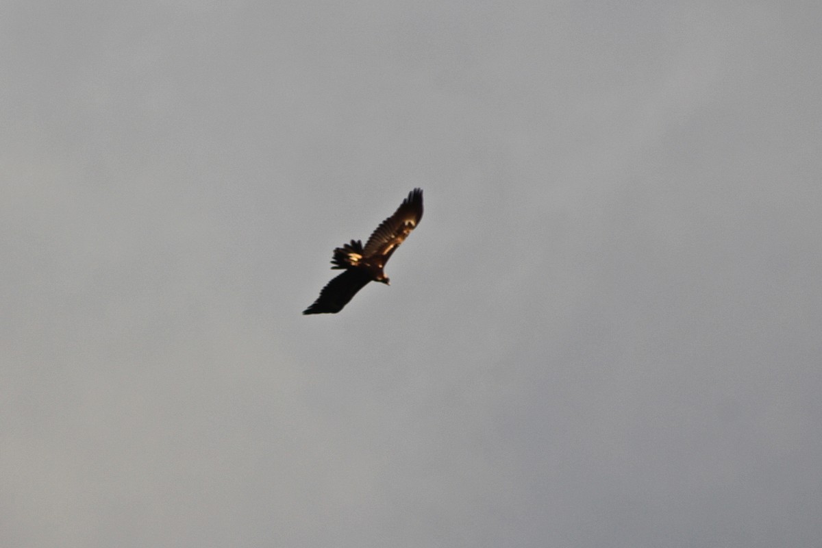 Wedge-tailed Eagle - Pauline and Ray Priest