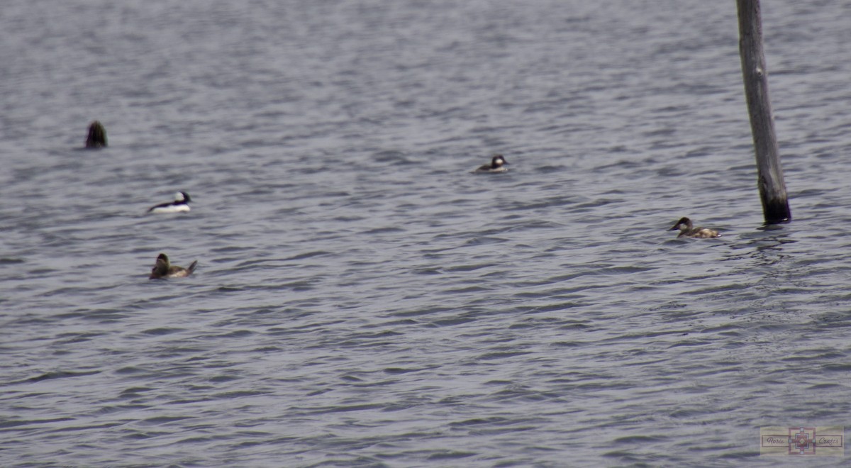 Bufflehead - ML617394563