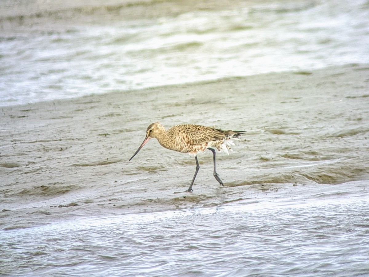 Hudsonian Godwit - Allee Forsberg