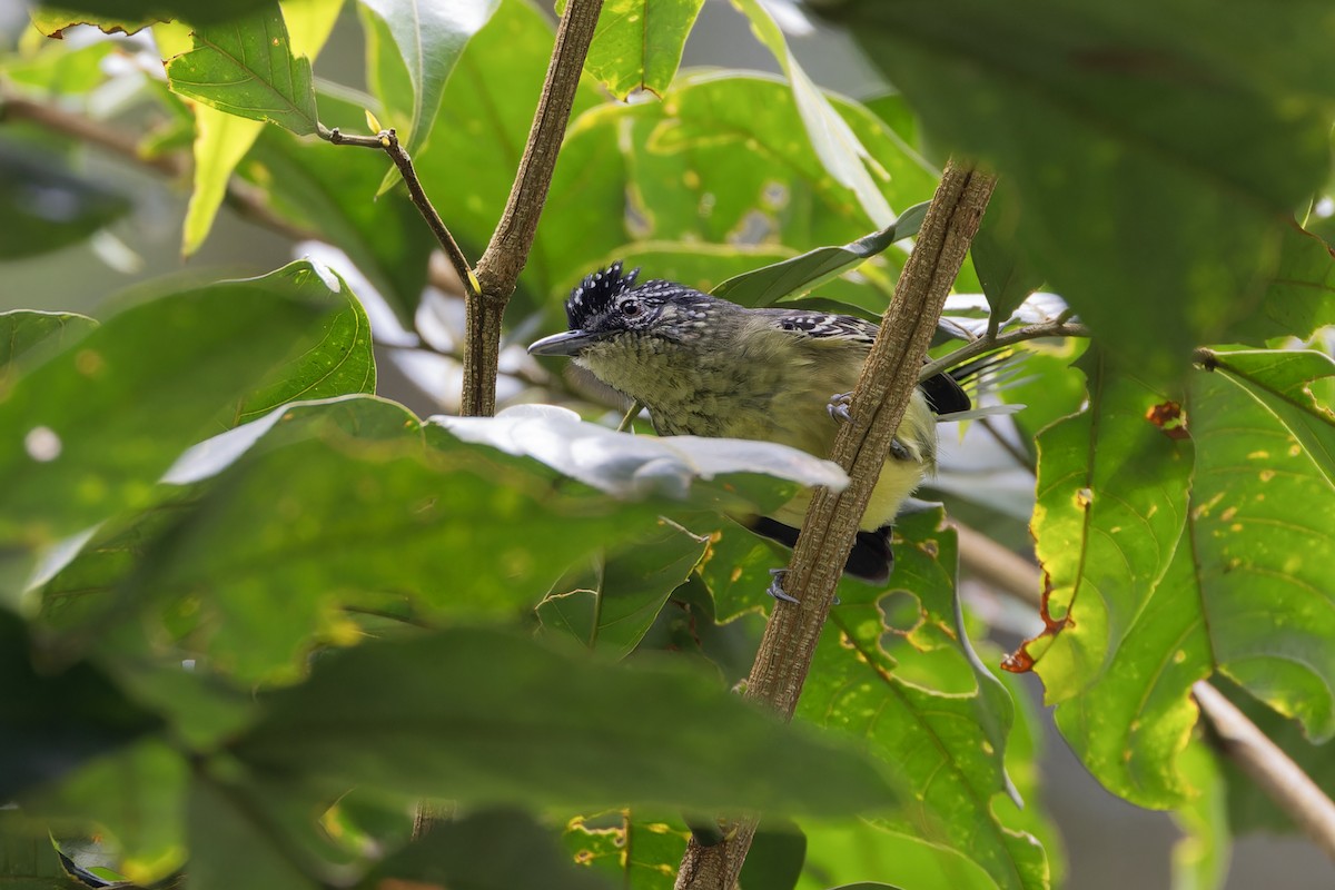 Yellow-breasted Antwren - ML617394644