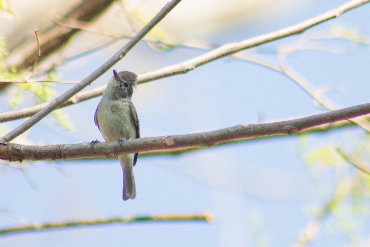 Northern Beardless-Tyrannulet - ML617394676