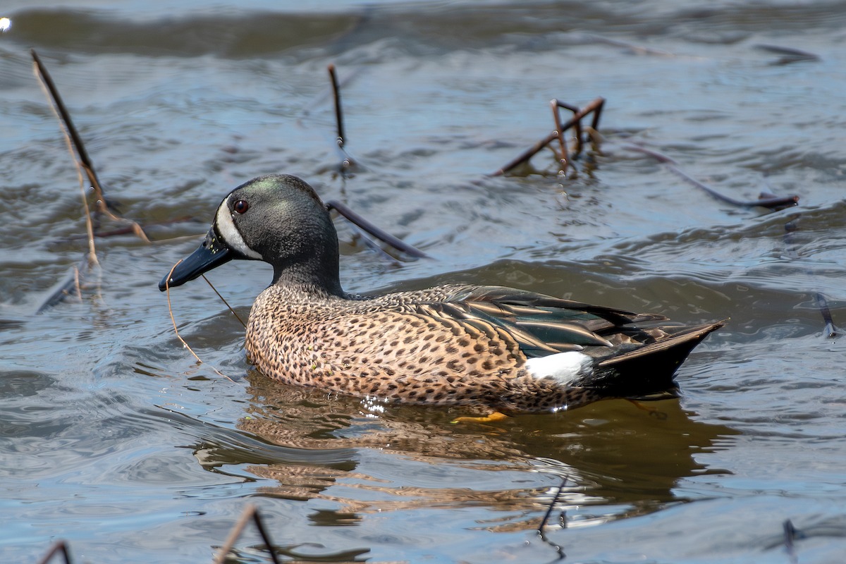 Blue-winged Teal - ML617394712