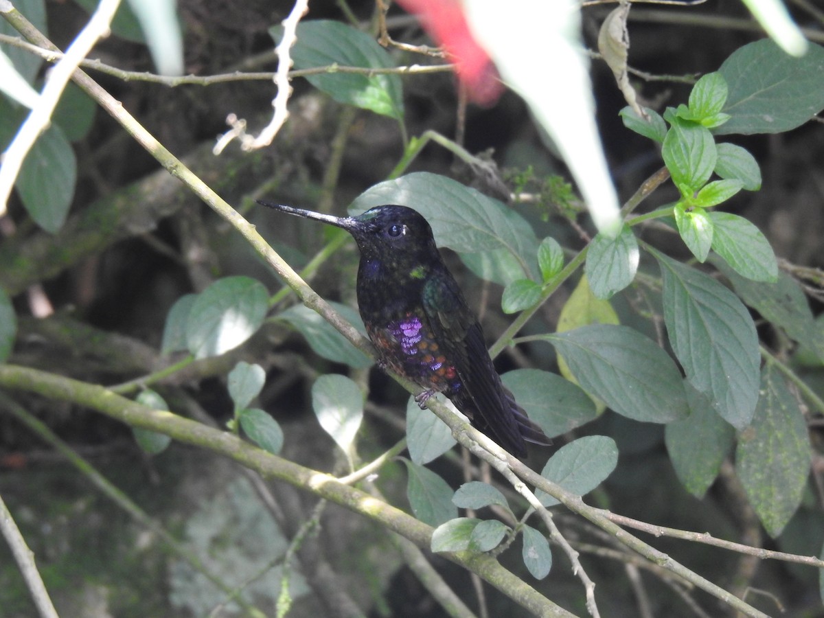 Blue-throated Starfrontlet - Justin Harris