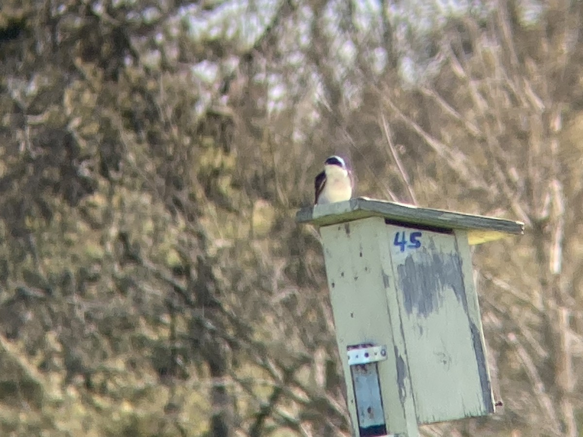 Tree Swallow - ML617394754