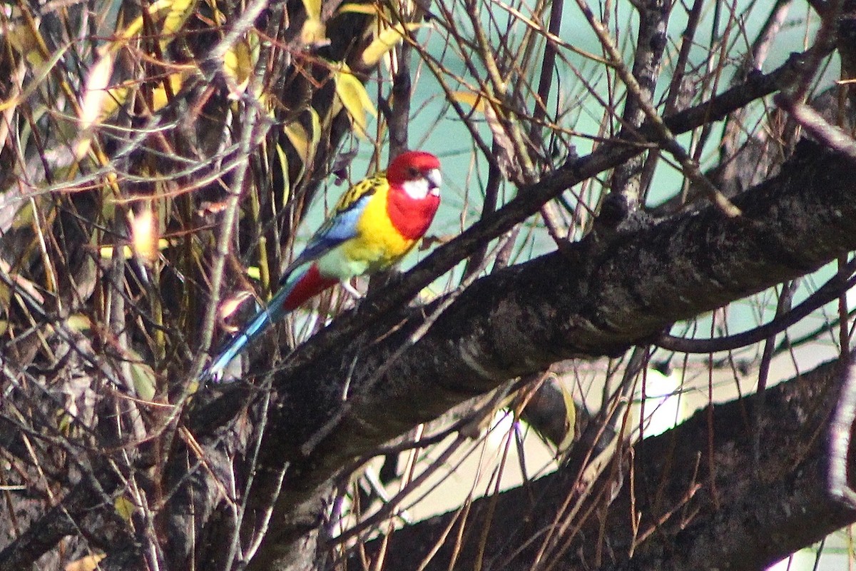 Eastern Rosella - Pauline and Ray Priest