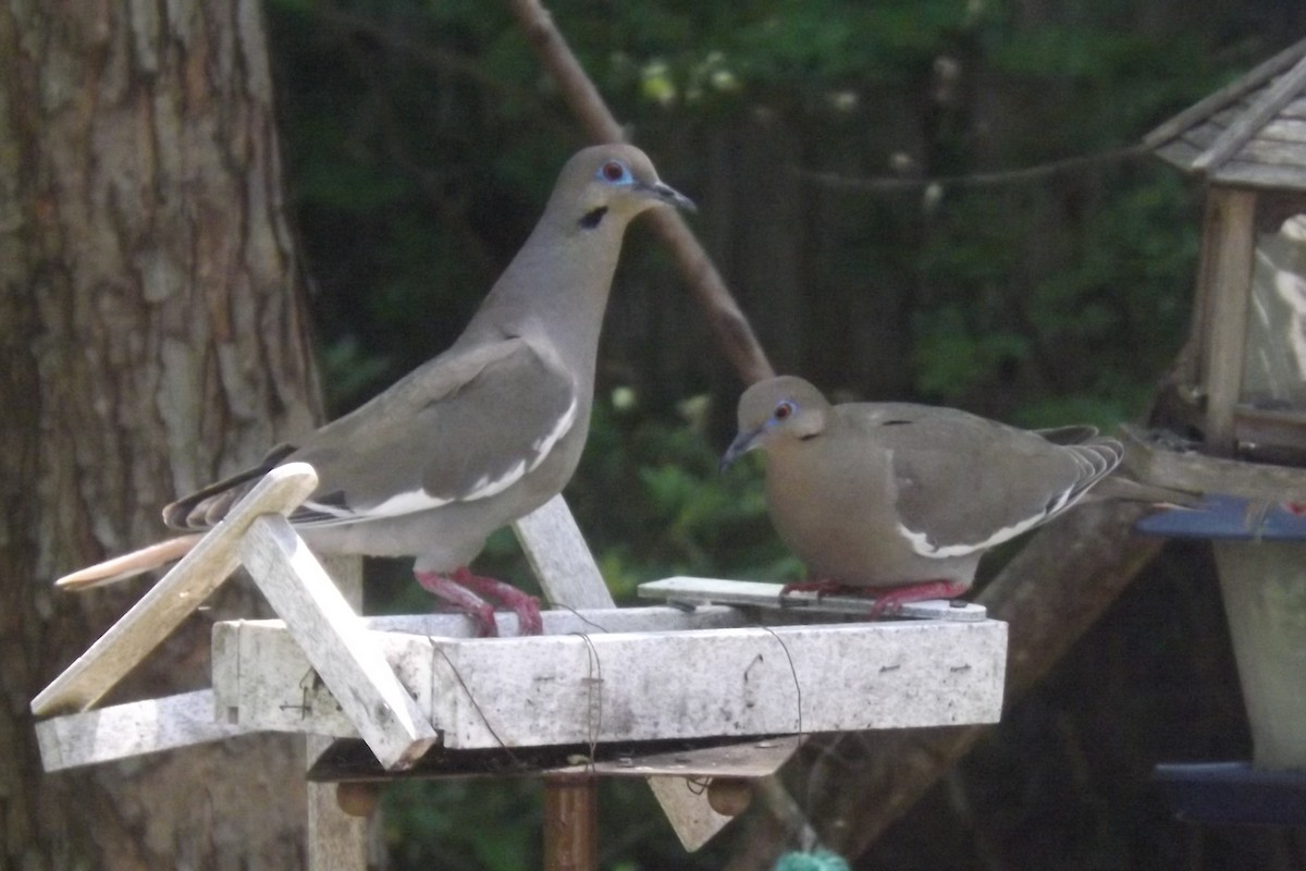 White-winged Dove - ML617394817