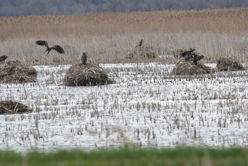 Bald Eagle - ML617394819