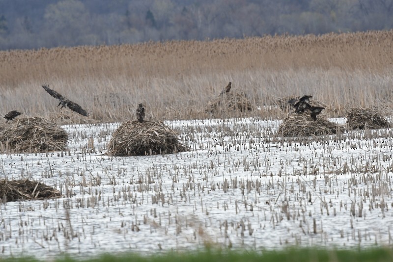 Bald Eagle - ML617394820